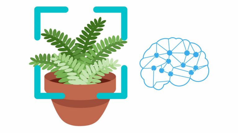 Machine Learning Project Ideas - Plant classification
